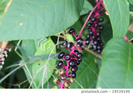 西式山牛肉 19539199