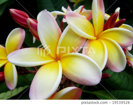 雞蛋花1 /雞蛋花1 19539526