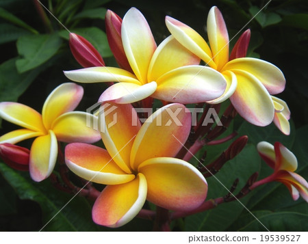 雞蛋花2 /雞蛋花2 19539527