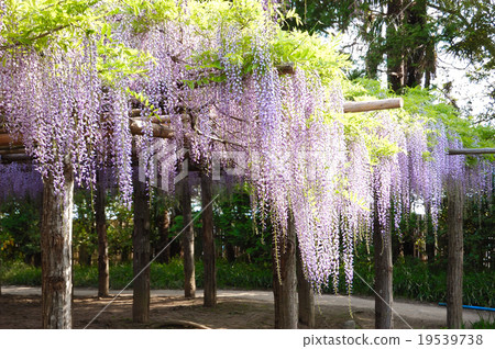 富士 富士 19539738