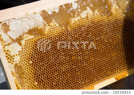 一隻蜜蜂 19539933