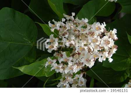 Hanakisasage 19540131