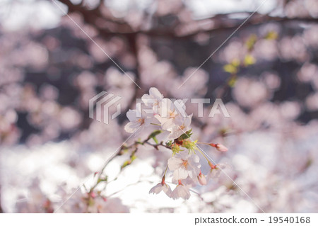 Sakura 19540168