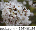 Cherry Blossoms	 19540186