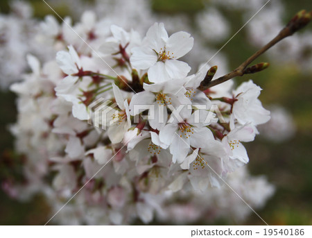 Cherry Blossoms	 19540186