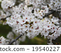 Cherry Blossoms	 19540227