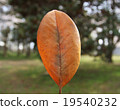 leaf  19540232