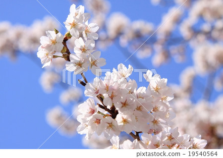 Spring in full bloom Spring in full bloom 19540564