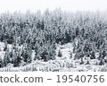 snowy spruce forest 19540756