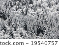 snowy spruce forest 19540757