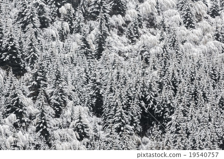 snowy spruce forest snowy spruce forest 19540757