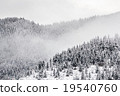 spruce forest 19540760
