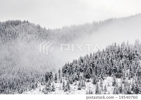 spruce forest 19540760