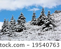 spruce tree winter 19540763
