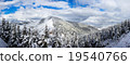 spruce forest around mountain 19540766