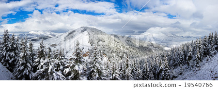spruce forest around mountain spruce forest around mountain 19540766