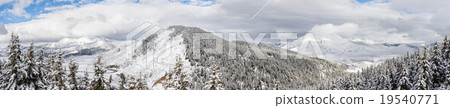 spruce forest around mountain spruce forest around mountain 19540771