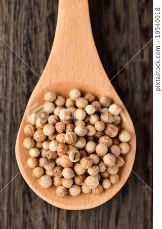 Coriander seed 19540918