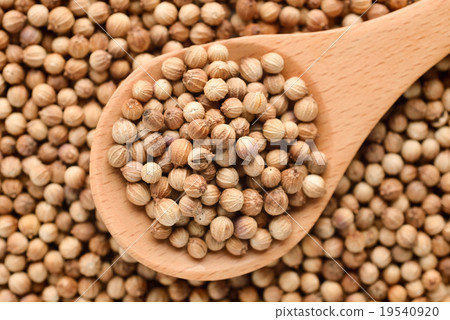 Coriander seed 19540920