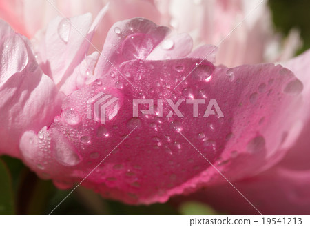 Ran, sunny and flower Ran, sunny and flower 19541213