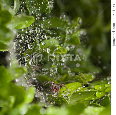 Spider on buxus Spider on buxus 19541234