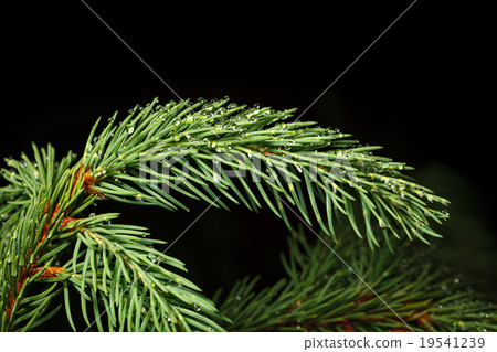 Drops on conifer Drops on conifer 19541239
