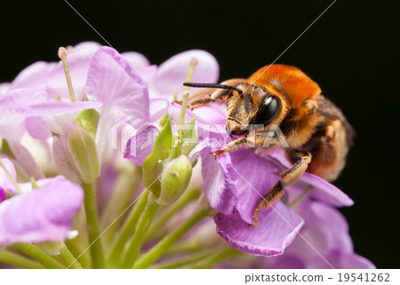 Pollinating bee Pollinating bee 19541262