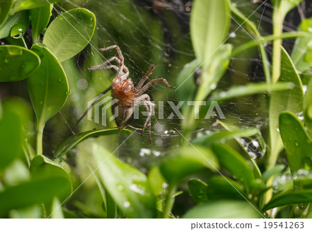 Spider in bush Spider in bush 19541263