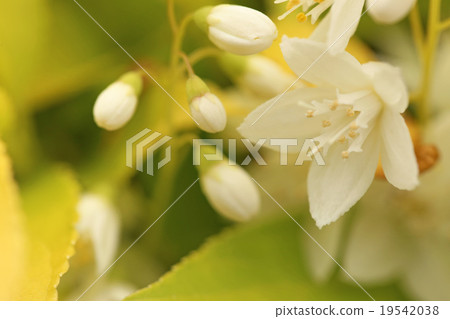 Himeji Togi 19542038