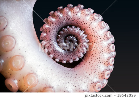 entacle squid on a black background entacle squid on a black background 19542059
