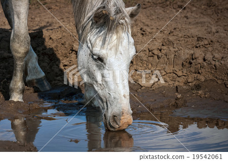 white horse drinking water 19542061