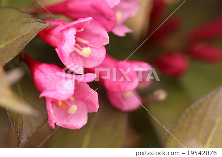 Fresh fruit Fresh fruit 19542076