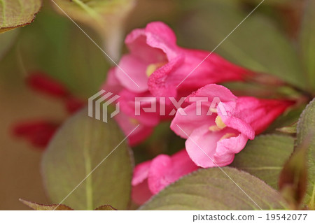 Fresh fruit Fresh fruit 19542077