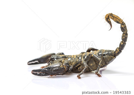 Scorpion ( Pandinus imperator) on white background Scorpion ( Pandinus imperator) on white background 19543383