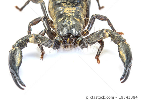 Scorpion ( Pandinus imperator) on white background Scorpion ( Pandinus imperator) on white background 19543384