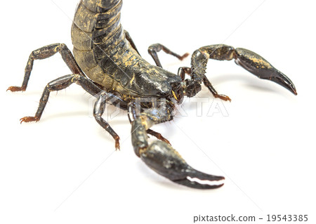 Scorpion ( Pandinus imperator) on white background Scorpion ( Pandinus imperator) on white background 19543385
