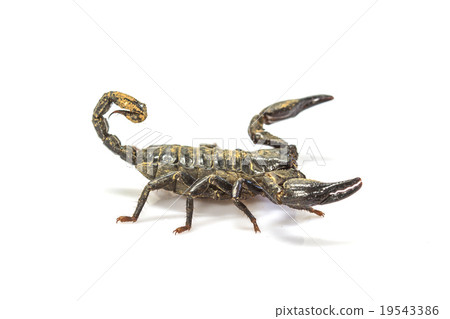 Scorpion ( Pandinus imperator) on white background Scorpion ( Pandinus imperator) on white background 19543386