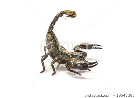 Scorpion ( Pandinus imperator) on white background Scorpion ( Pandinus imperator) on white background 19543395