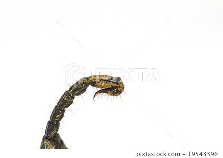 Scorpion ( Pandinus imperator) on white background Scorpion ( Pandinus imperator) on white background 19543396