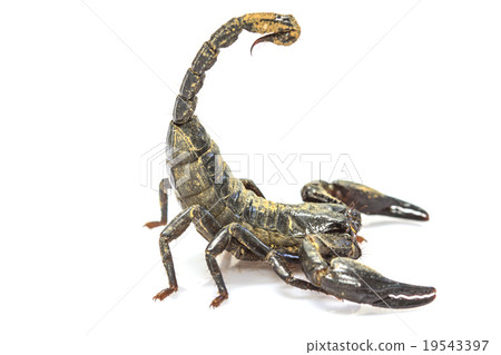 Scorpion ( Pandinus imperator) on white background Scorpion ( Pandinus imperator) on white background 19543397