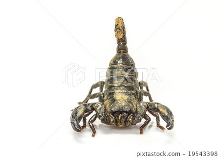 Scorpion ( Pandinus imperator) on white background Scorpion ( Pandinus imperator) on white background 19543398