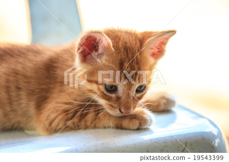 Portrait of a cat Portrait of a cat 19543399