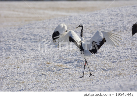 丹頂鶴 19543442