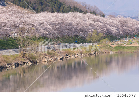 Funaoka Castle Ruins Park First glance Senbon Sakura Spring of Shiraishikawa Tsutsumi, cherry blossoms in full bloom, Japan Cherry blossom spot 100 selection spot Cherry blossom trees on the river side 19543578