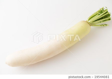 Japanese radish 19544081