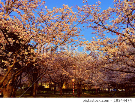 在Minatoin公園的櫻花 在Minatoin公園的櫻花 19544474