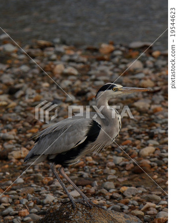heron heron 19544623