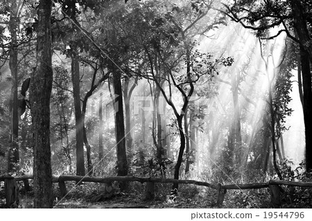 Into the forest black and white Into the forest black and white 19544796