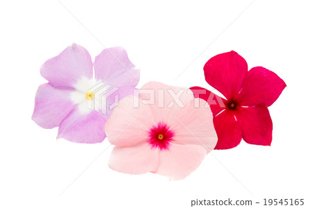 periwinkle periwinkle 19545165