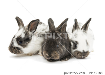 little rabbits 19545188